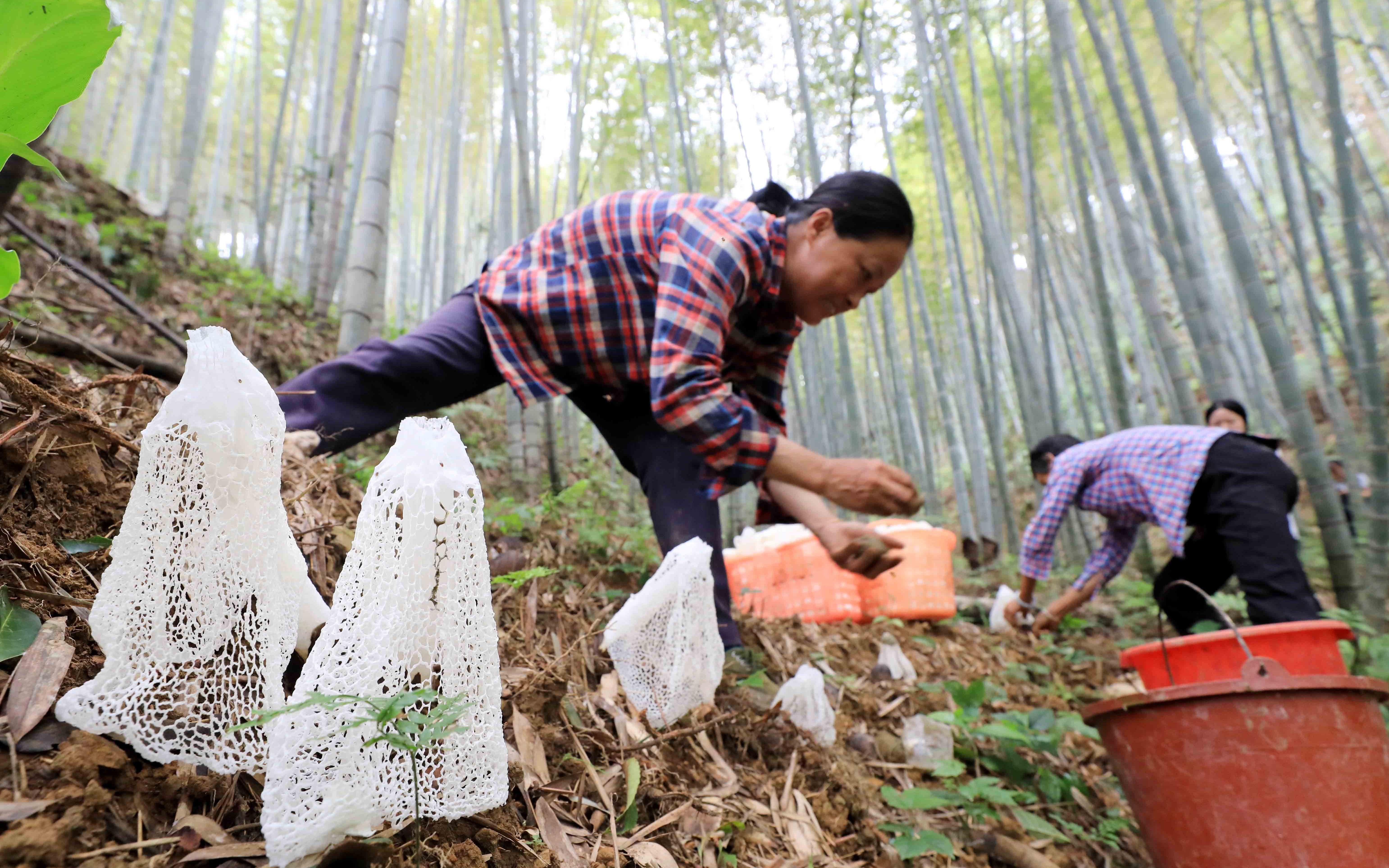 竹林村民委员会新项目，乡村振兴的新引擎